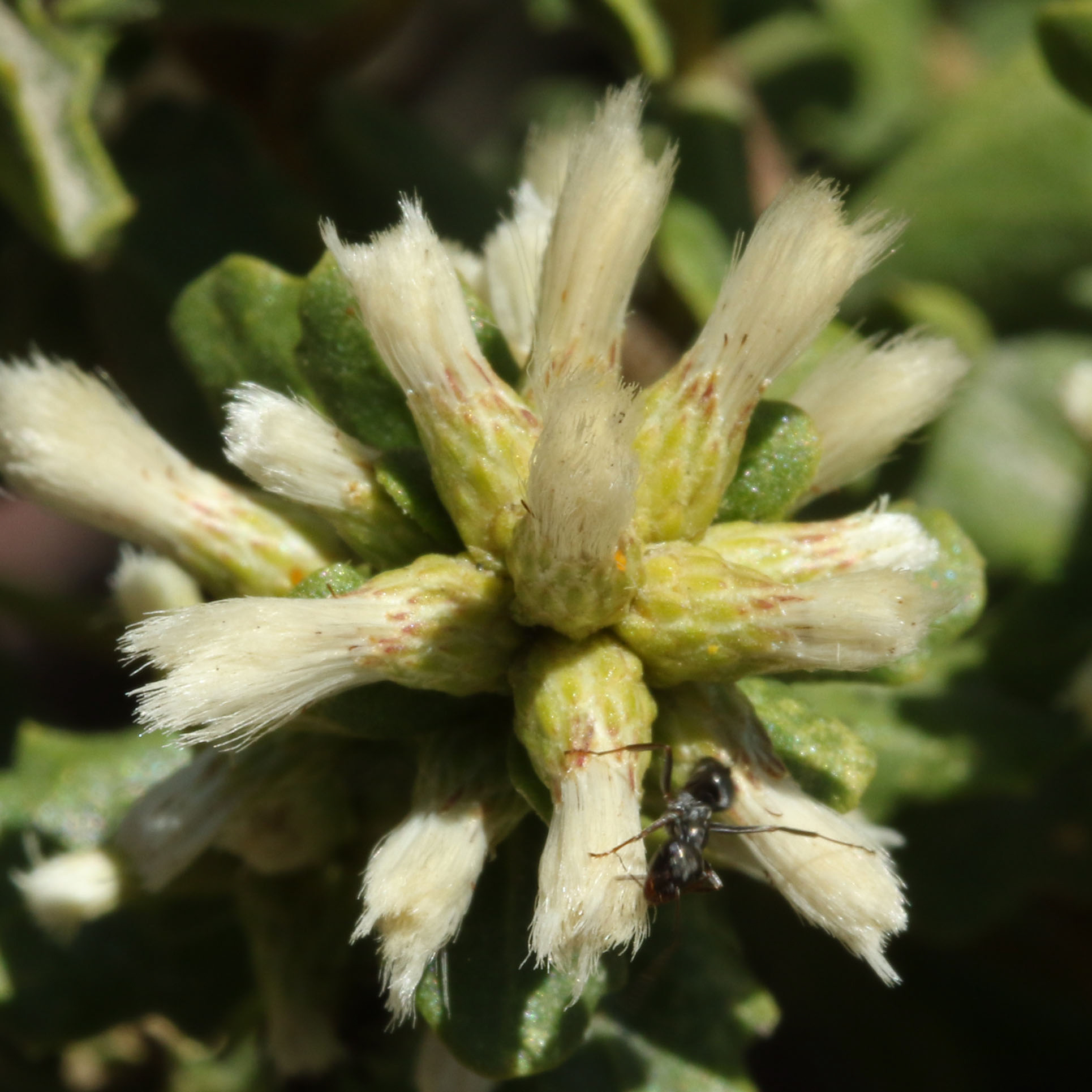 40 Most Common Wildflowers at the Reserve Point Lobos Foundation